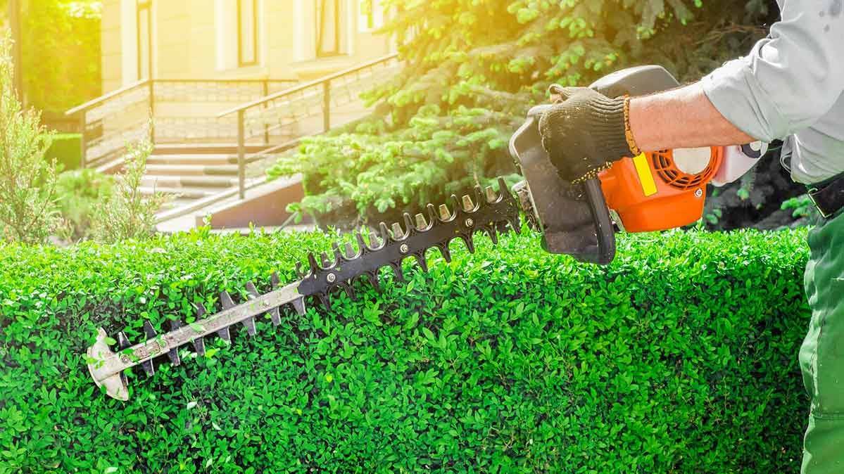 reghon mowing lawn mowing sunbury lawn mowing service sunbury